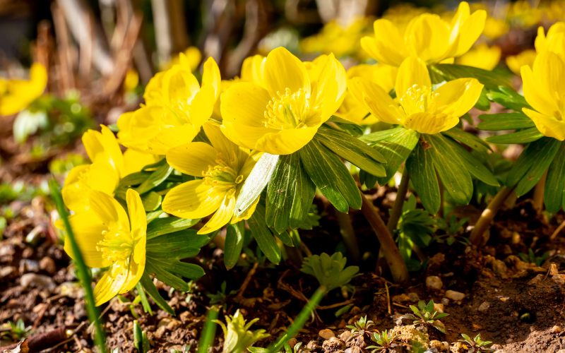 Winter aconite Flower - Flowers Name Starting with W