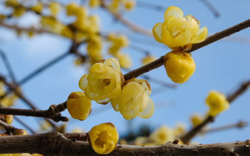 Wintersweet Flower - Flowers Name Starting with W
