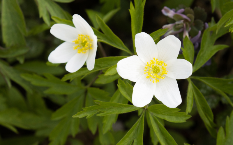 Wood Anemone Flower - Flowers Name Starting with W