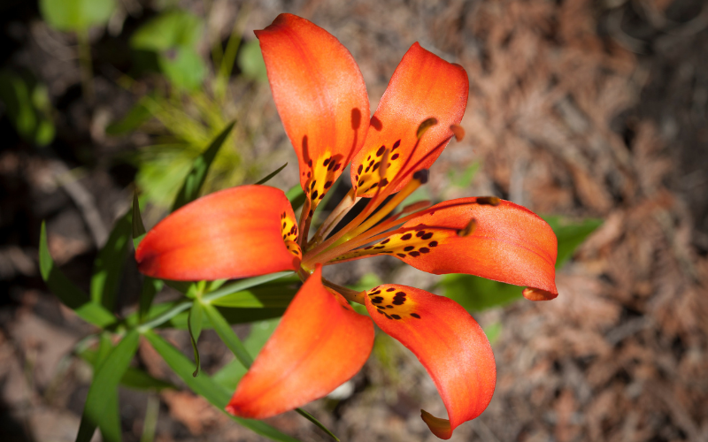 Wood Lily Flower - Flowers Name Starting with W