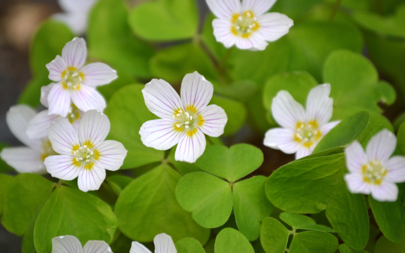 Wood sorrel Flower - Flowers Name Starting with W