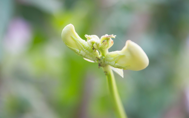 Yard-long bean Flower - Flowers Name Starting with Y