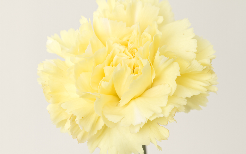 Yellow Carnation Flower - Yellow Flowers Name