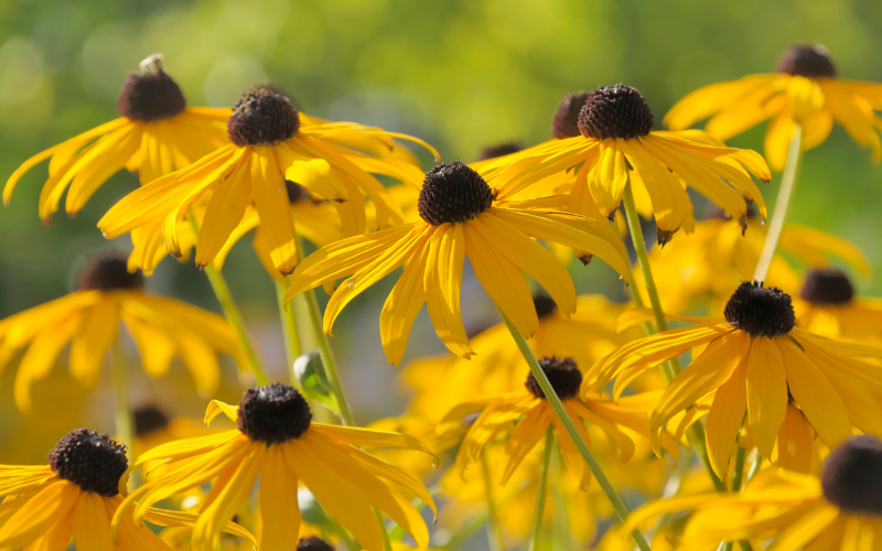 Yellow Coneflower - Flowers That Look Like Sunflowers