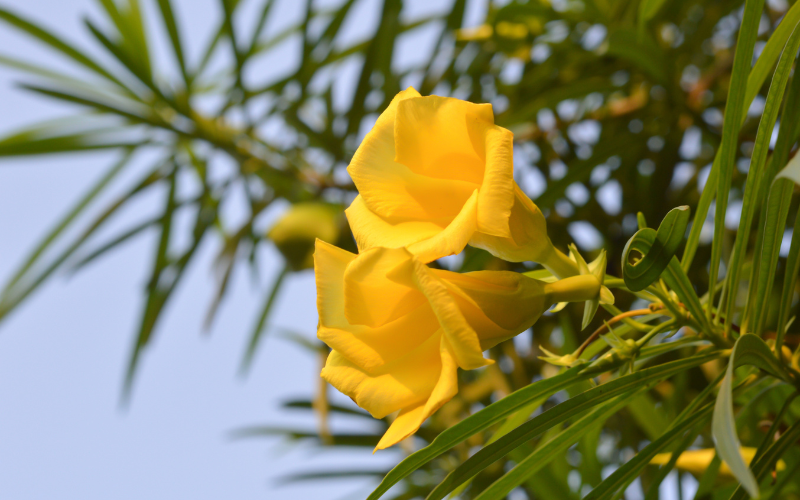 Yellow Oleander Flower - Yellow Flowers Name