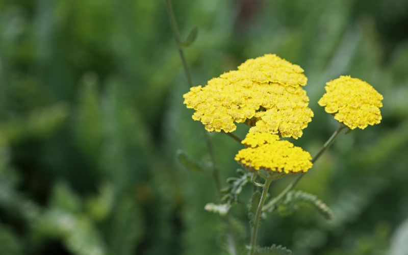 Yellow Yarrow Flower - Yellow Flowers Name