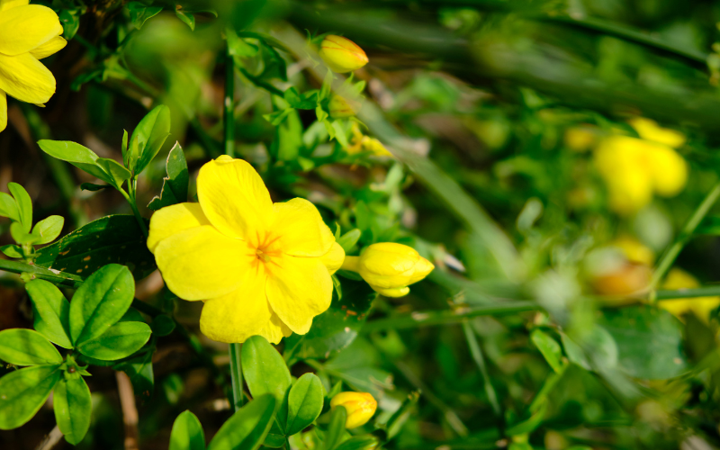 Yellow flax Flower - Flowers Name Starting with Y