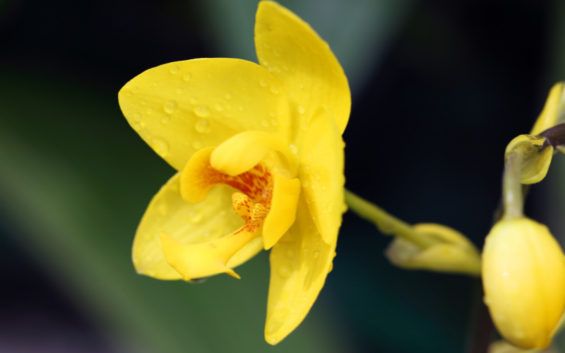 Yellow ground orchid Flower - Flowers Name Starting with Y