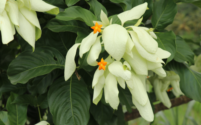 Yellow mussaenda Flower - Flowers Name Starting with Y