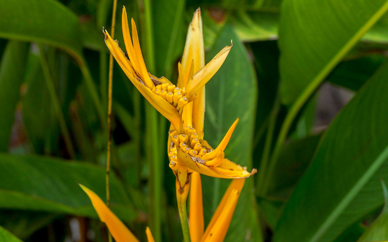 Yellow pendent heliconia Flower - Flowers Name Starting with Y