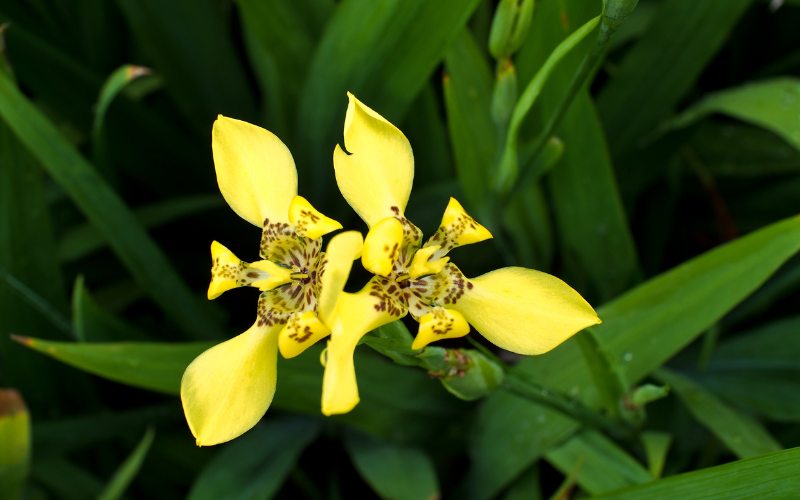 Yellow walking iris Flower - Flowers Name Starting with Y