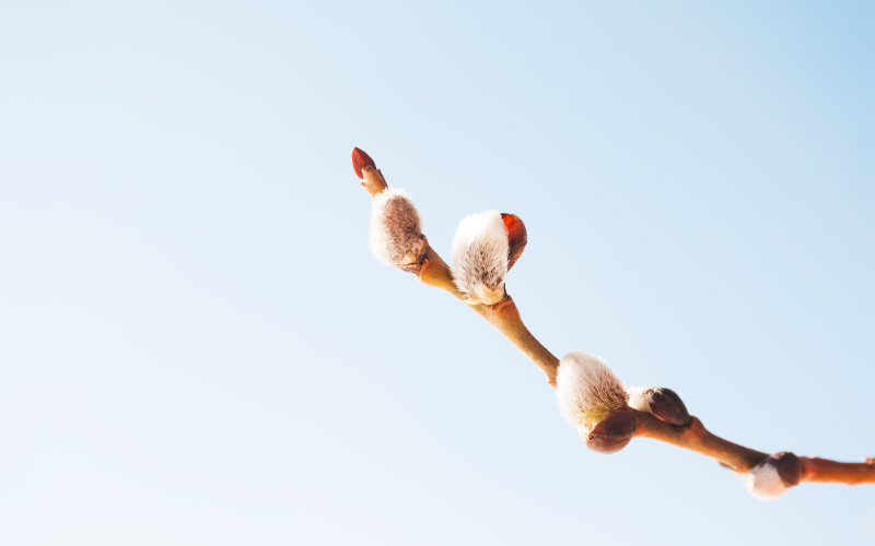 Yulan Magnolias Flower - Flowers that look like birds