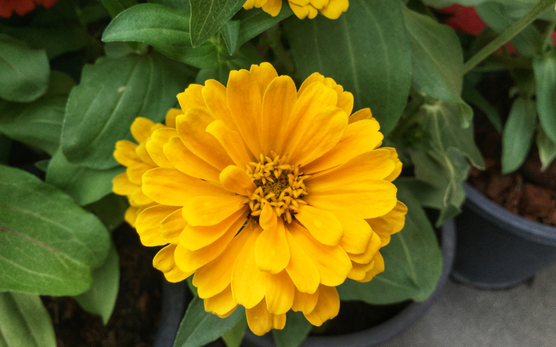 Zinnia Flower - Yellow Flowers Name