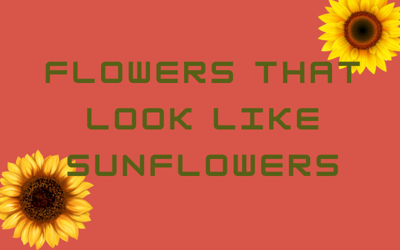 flowers that look like sunflowers