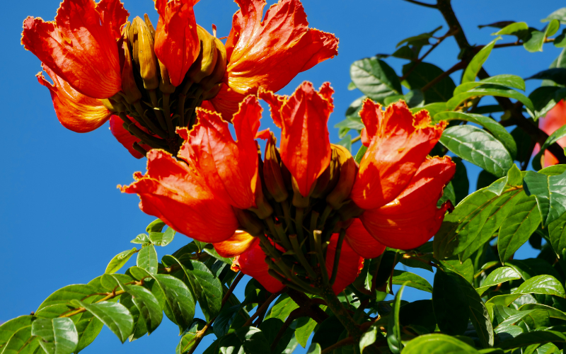 African Tulip Tree Flower - Orange Flowers Name