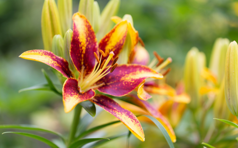 Asiatic Lily Flower - Flowers Name In Bengali 
