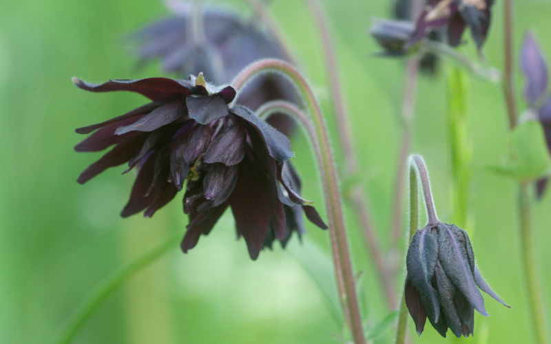 Black Barlow Flower - Black Flowers Name
