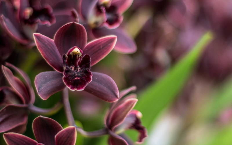 Black Orchid Flower- Black Flowers Name