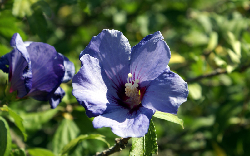 Blue Hibiscus Flower - Blue Flowers Name with Pictures