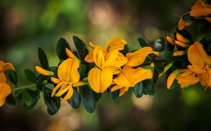 Jamaican Rain Tree Flower - Orange Flowers Name