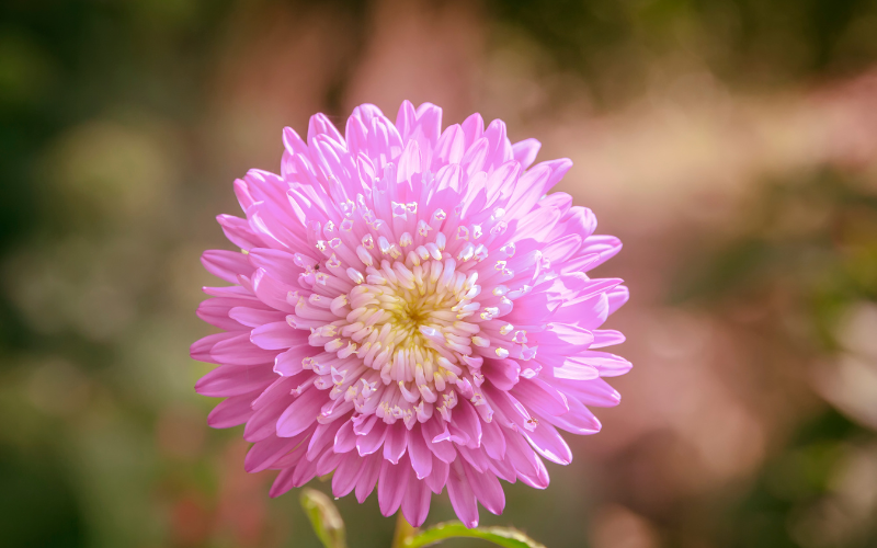 Tower Chamois China Aster Flower - Pink Flowers Name