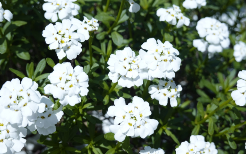 Candytufts Flower - White Winter Flowers