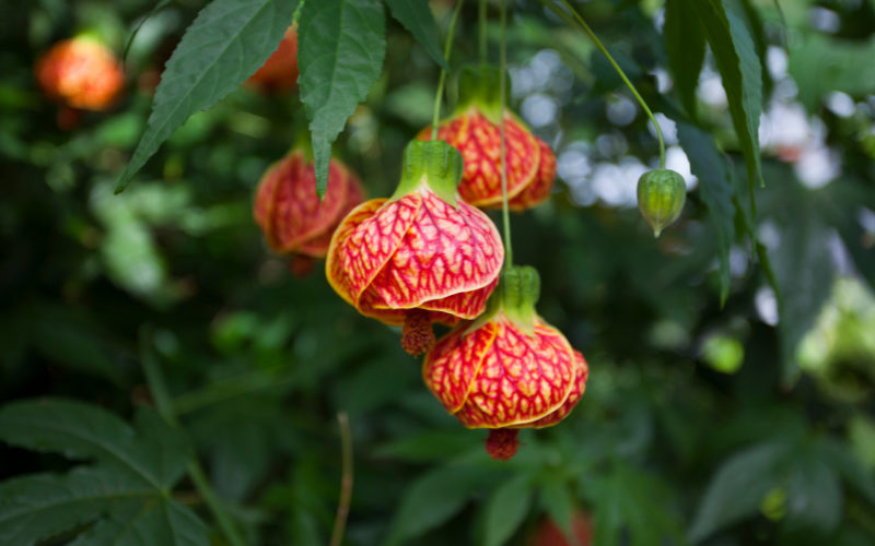 Chinese Lantern Plant Flower - Orange Flowers Name
