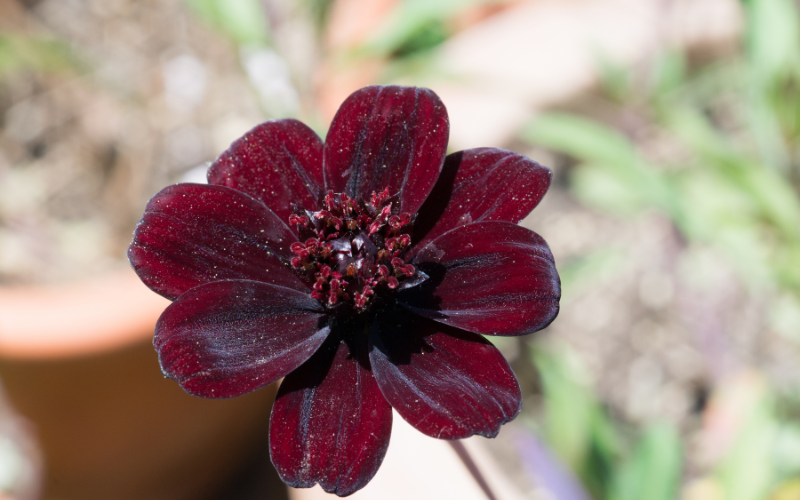 Chocolate Cosmos Flower - Black Flowers Name