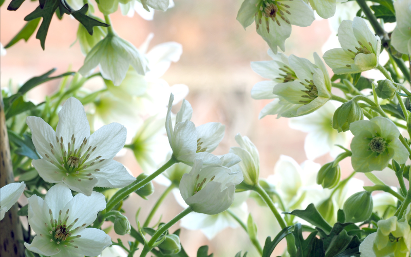 Clematis cirrhosa Flower - White Winter Flowers
