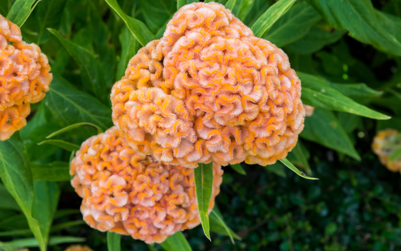 Cockscomb Flower - Orange Flowers Name