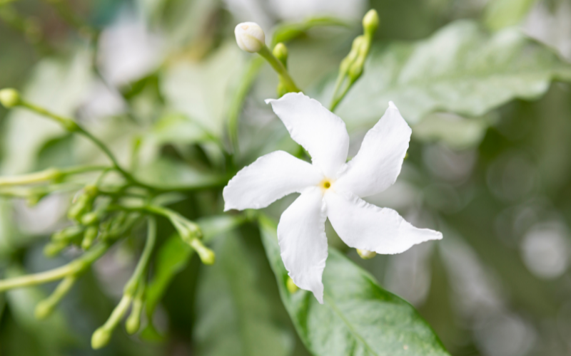 Crape Jasmine Flower - Arabic Names of Flowers