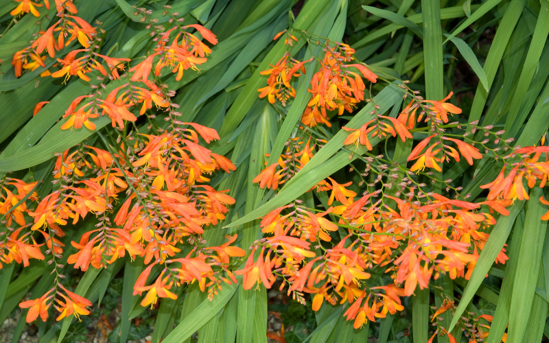 Crocosmia Flower - Orange Flowers Name