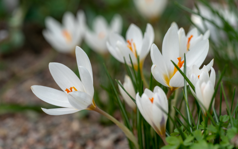 Crocus Flower - White Winter Flowers