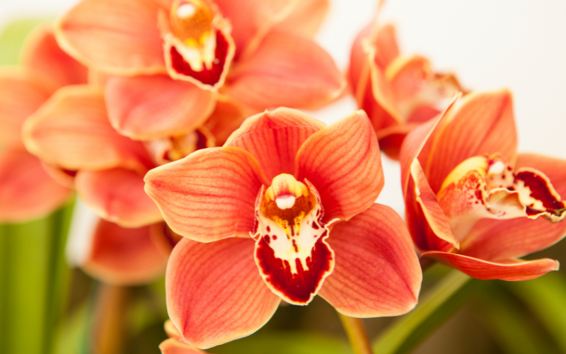 Cymbidium Orchid Flower - Orange Flowers Name