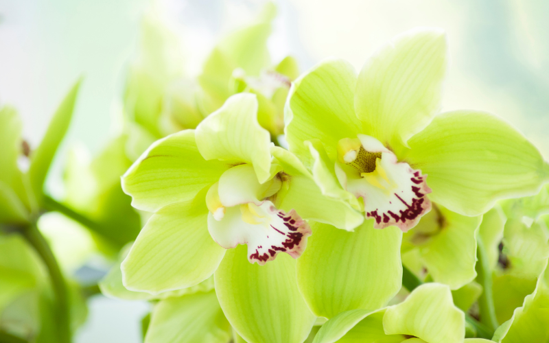 Cymbidium Orchid Flower - Green Flowers Name