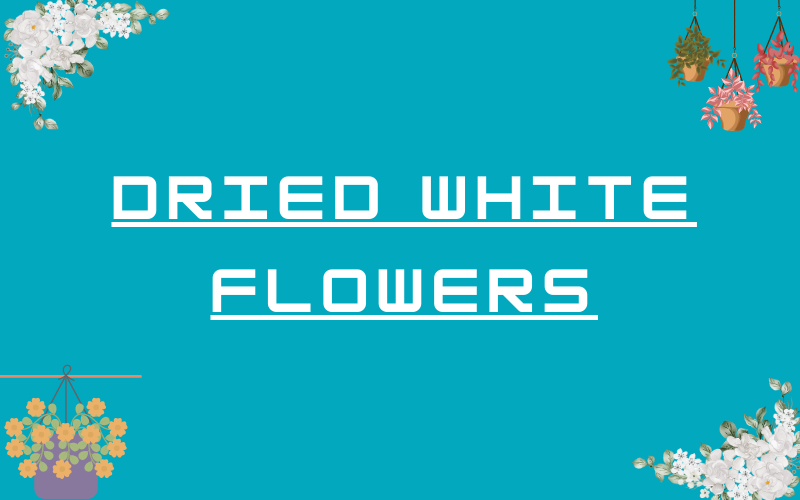 Dried White Flowers