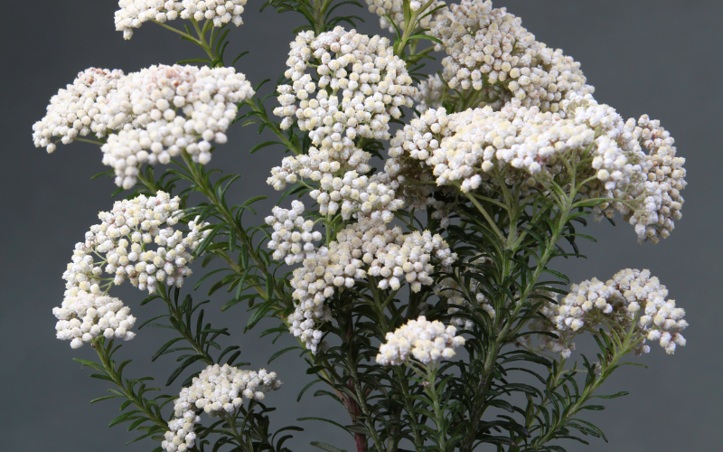 Dried white Ozothamnus Flower -