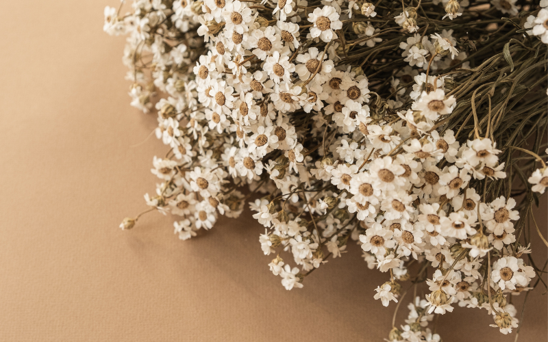 Dried white daisy Flower-