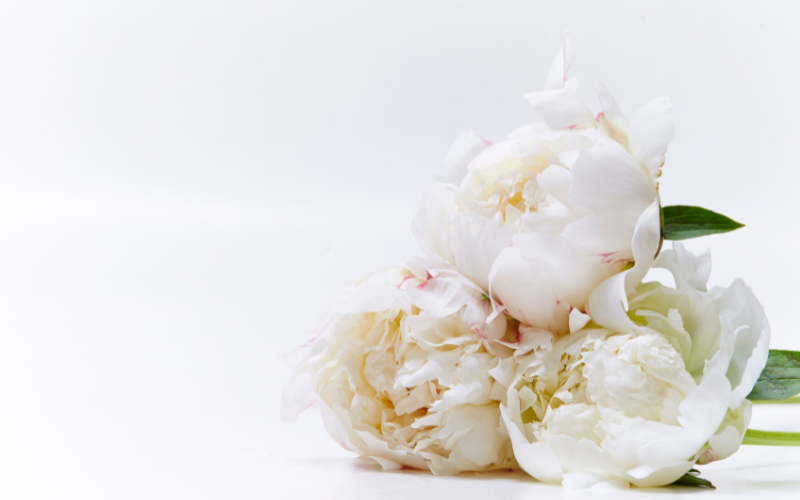 Dried White Peonies Flower - 