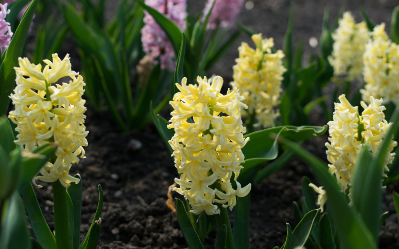 Dutch Hyacinth Flower - Yellow Flowers Name