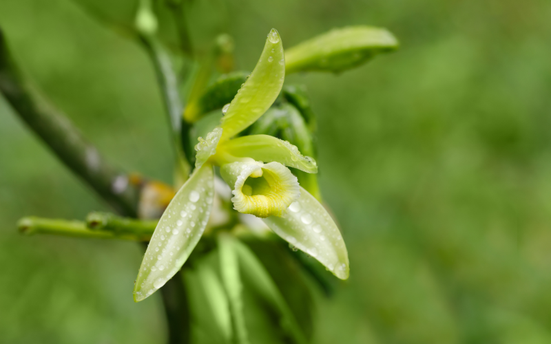Flat-Leaved Vanilla Flower -  Green Flowers Name