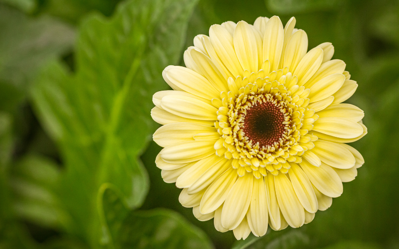 Gerbera Daisy Flower - Yellow Flowers Name