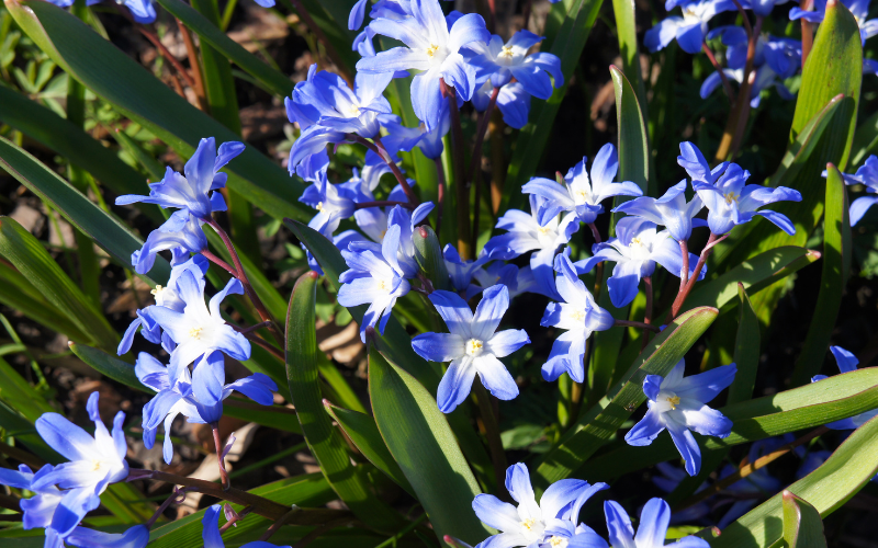 Glory-of-the-Snow Flower - Blue Flowers Name with Pictures