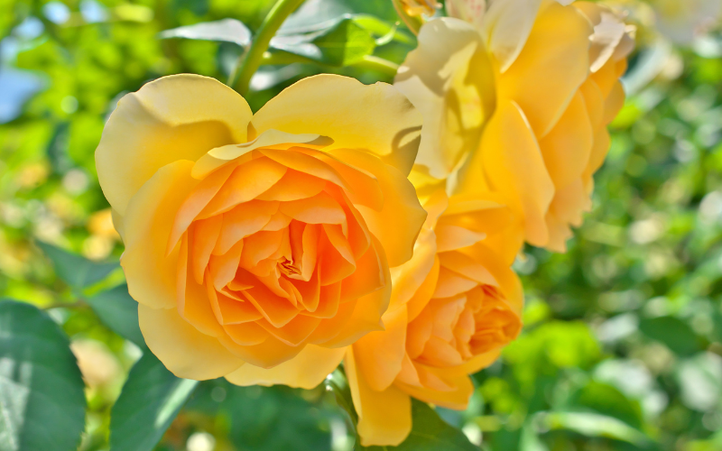 Graham Thomas Rose Flower - Yellow Flowers Name