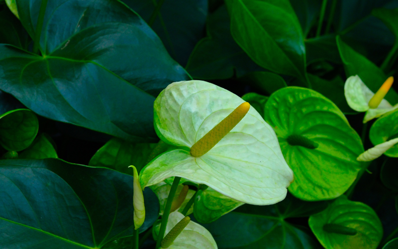 Green Anthurium Flower - Green Flowers Name