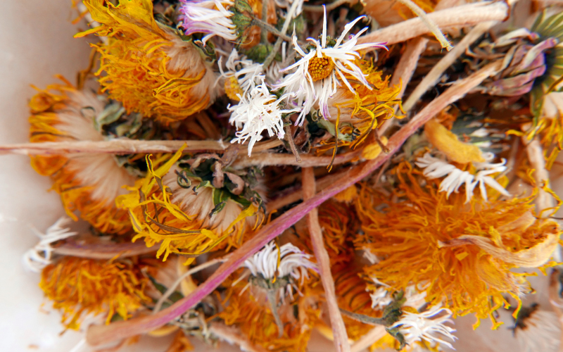 How to properly store dried dandelion flowers-