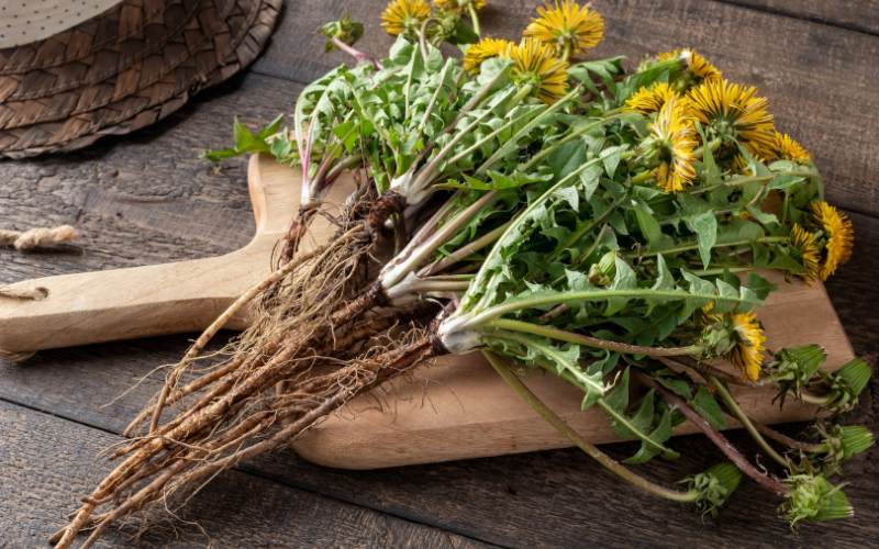 How to properly store dried dandelion flowers -