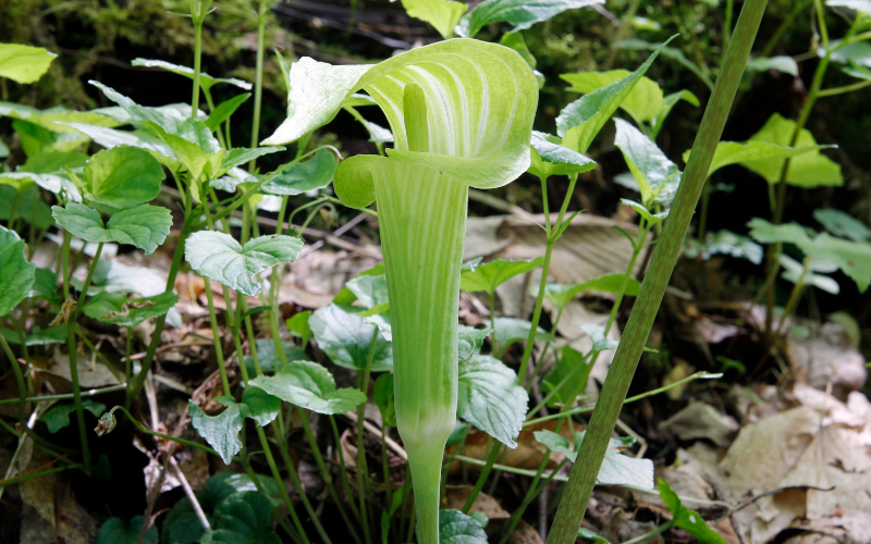 Jack-in-the-Pulpit Flower - Green Flowers Name
