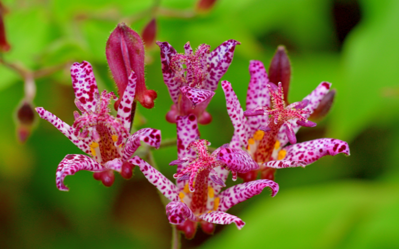 Japanese Toad Lily Flower - 