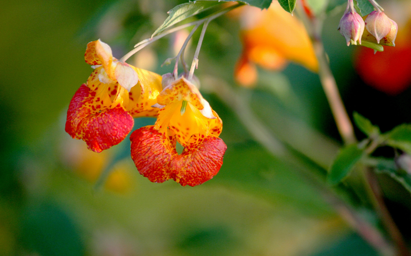 Jewelweed Flower - 